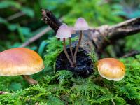 Kleine weiße Pilzgruppe an Ast eingerahmt von zwei halbrunden orangen Pilzen